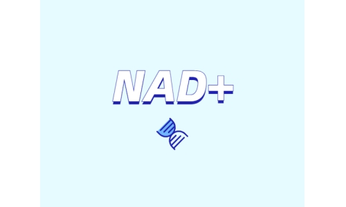 為什么要增強(qiáng)NAD+？